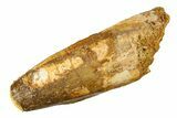 Fossil Spinosaurus Tooth - Feeding Worn Tip #298101-1